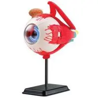 Набір для експериментів EDU-Toys Модель очного яблука збірна, 14 см (SK007) Набір для експериментів EDU-Toys Модель очного яблука збірна, 14 см (SK007)